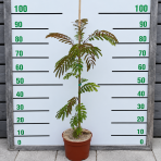 Albízia ružová (Albizia Julibrissin) ´OMBRELLA´® - výška 60-80 cm, kont. C5L